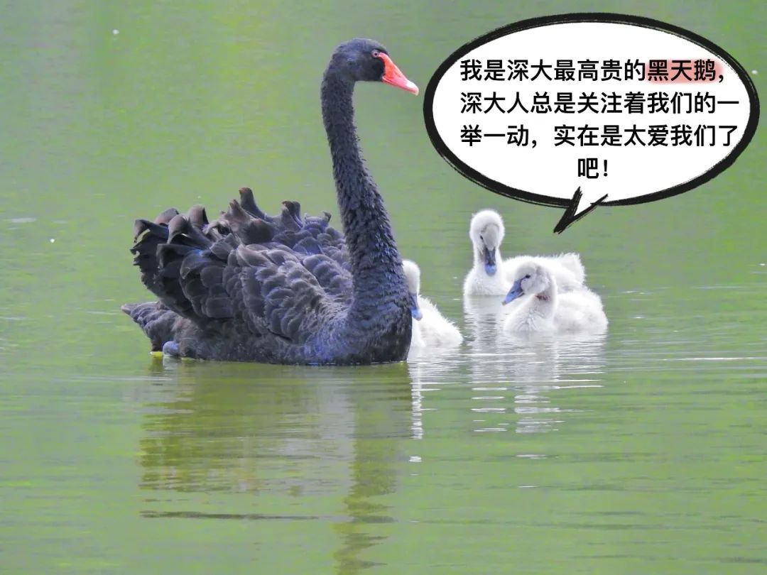 露凝白,雁鸟来,荔园鸟类动物园今天开业啦!